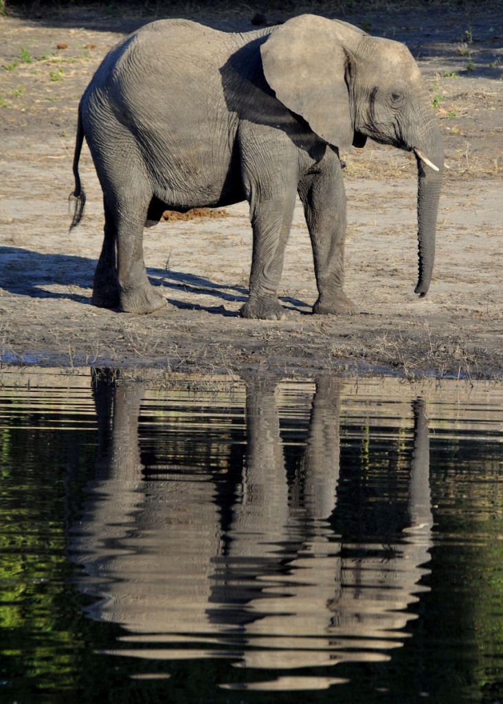 Elefant am Wasserloch - Abendrot Reisen GmbH